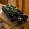 Gardman Growing Tray With 18cm X 9cm Square Pots