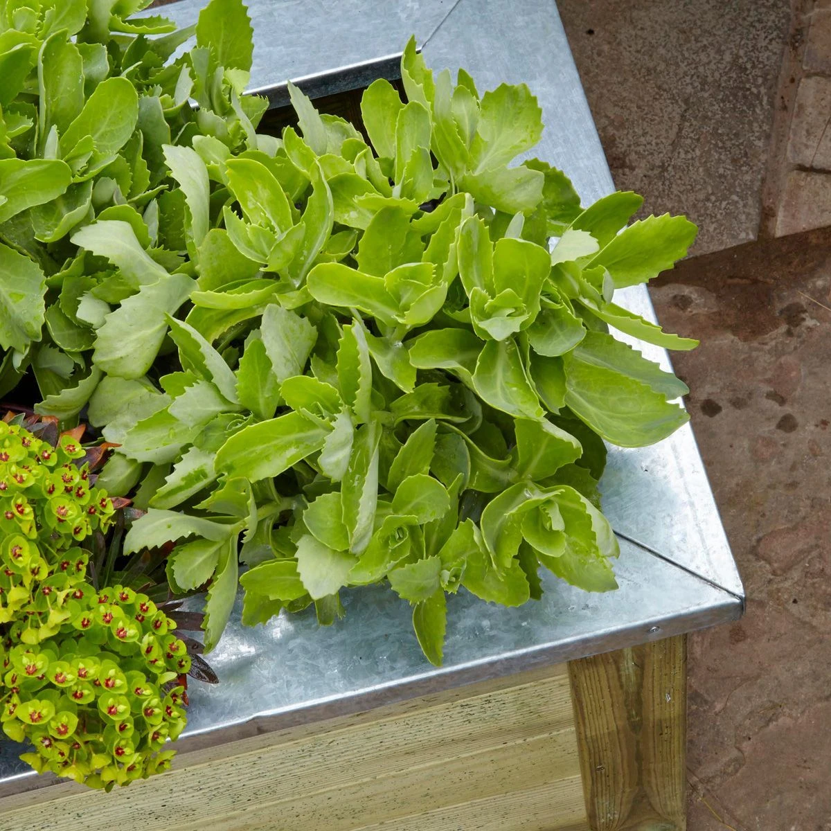 Forest Cambridge Planter - Large - Image 2