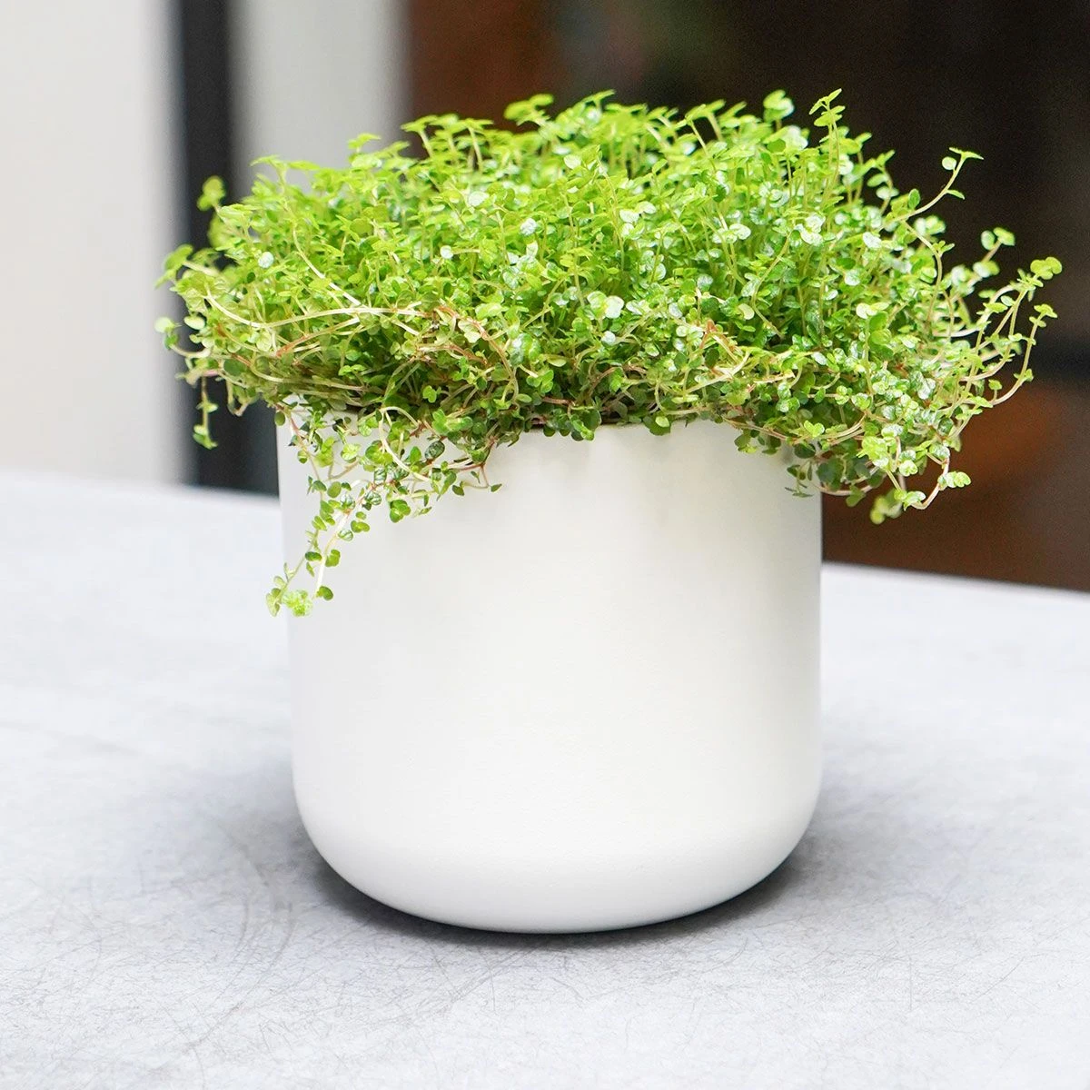 Lisbon Pot - White 18.5cm - Image 2