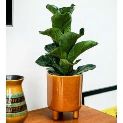 Pisa Mustard Planter - Medium